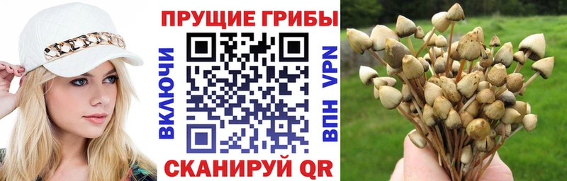 Галлюциногенные грибы Psilocybine cubensis  наркошоп  Сковородино 
